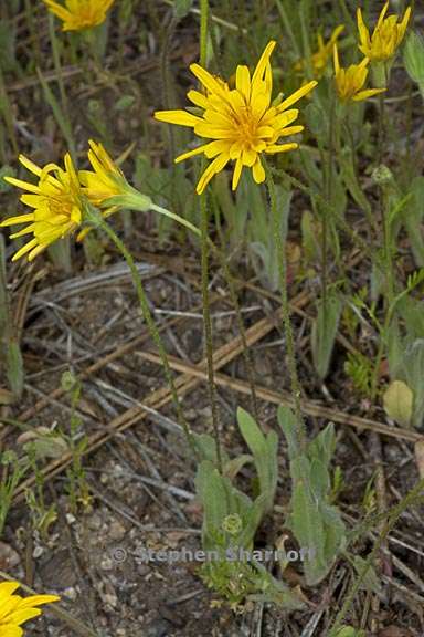 agoseris heterophylla var cryptopleura 5 graphic